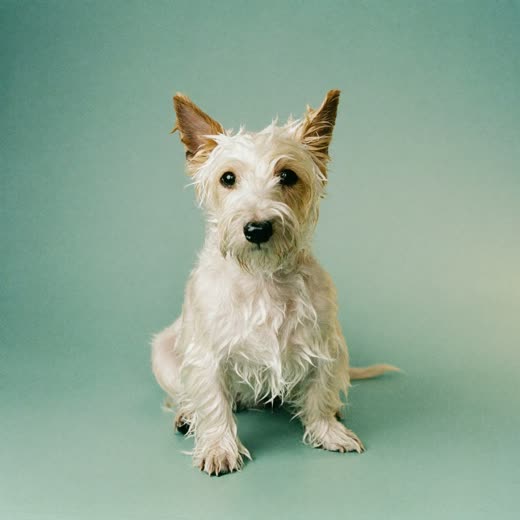 A small terrier freshly bathed and towel-dried