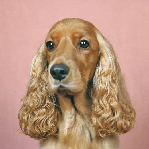 A cocker spaniel with a freshly trimmed coat