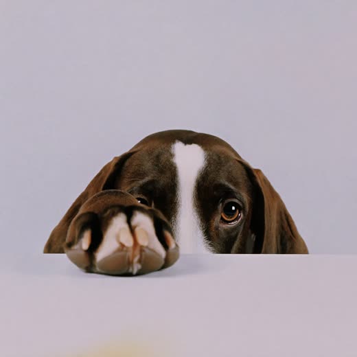 A dog's paw with freshly clipped nails