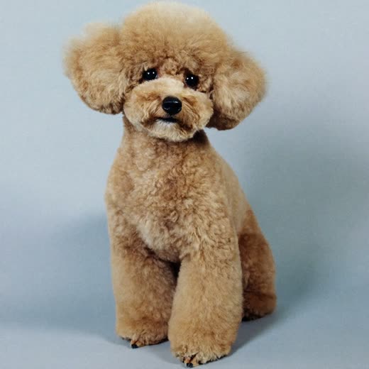 A poodle with a neatly scissored coat